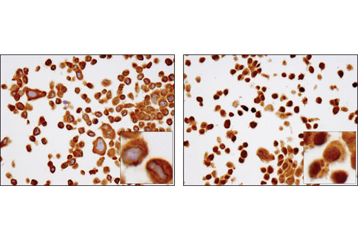 IHC-P (paraffin)